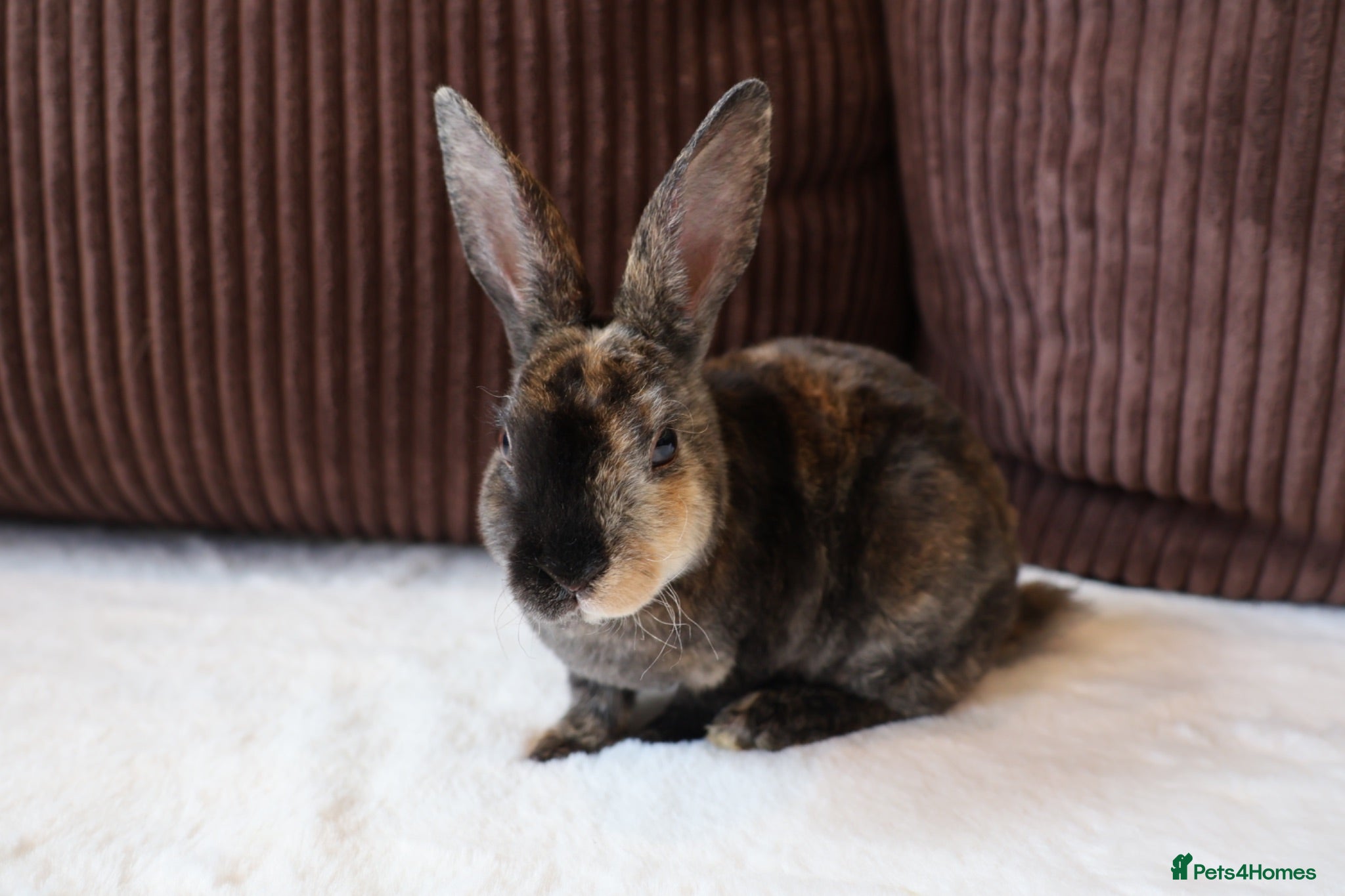 Rex rabbits Beautiful Mini Rex & Mini plush lop - Advert 2