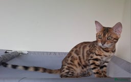 Bengal cats for sale: Pure Bengal kittens  in Cheltenham - Image 4