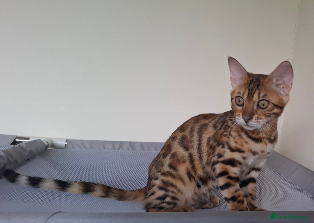 Bengal cats for sale: Pure Bengal kittens  in Cheltenham - Image 4