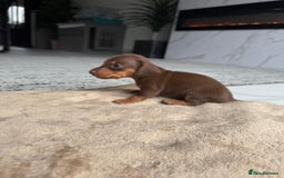 Miniature Dachshund dogs for sale: Miniature daschunds - Image 5