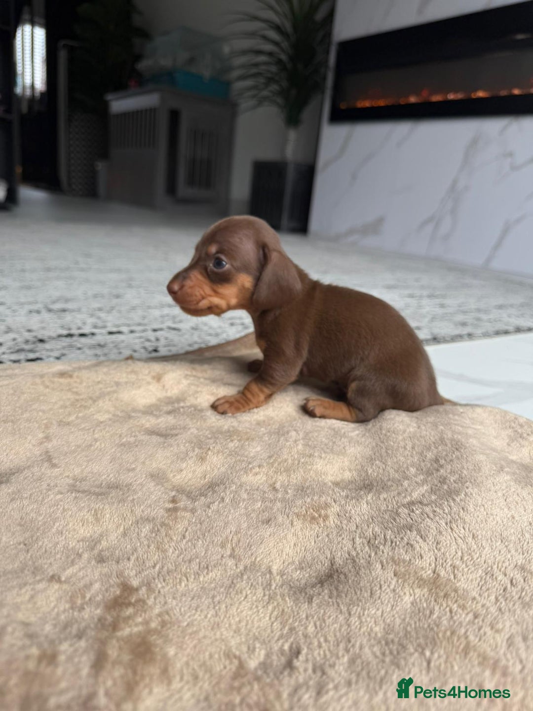 Miniature Dachshund dogs for sale: Miniature daschunds - Image 5