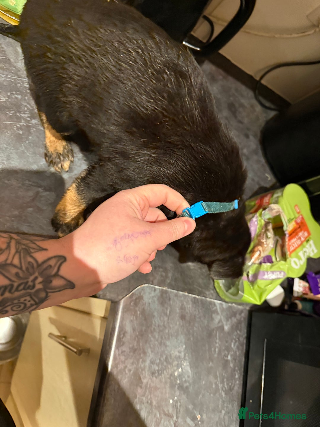 Mixed Breed dogs for sale: Cross breed Rottweiler puppies  - Advert 9