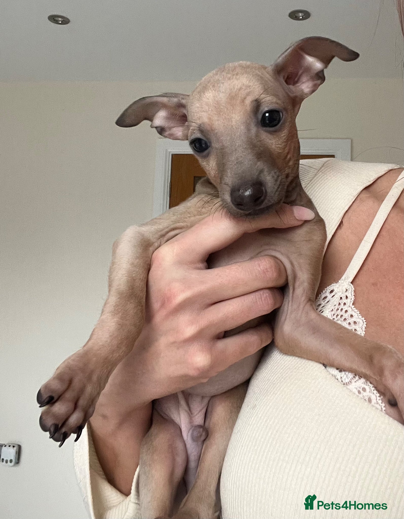 Italian Greyhound dogs KC Registered Italian Greyhound Puppies  - Advert 1