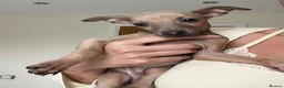 Italian Greyhound dogs for sale: KC Registered Italian Greyhound Puppies  - Advert 1