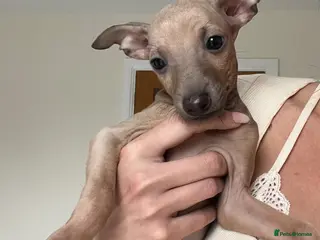 Italian Greyhound dogs KC Registered Italian Greyhound Puppies - Advert 3