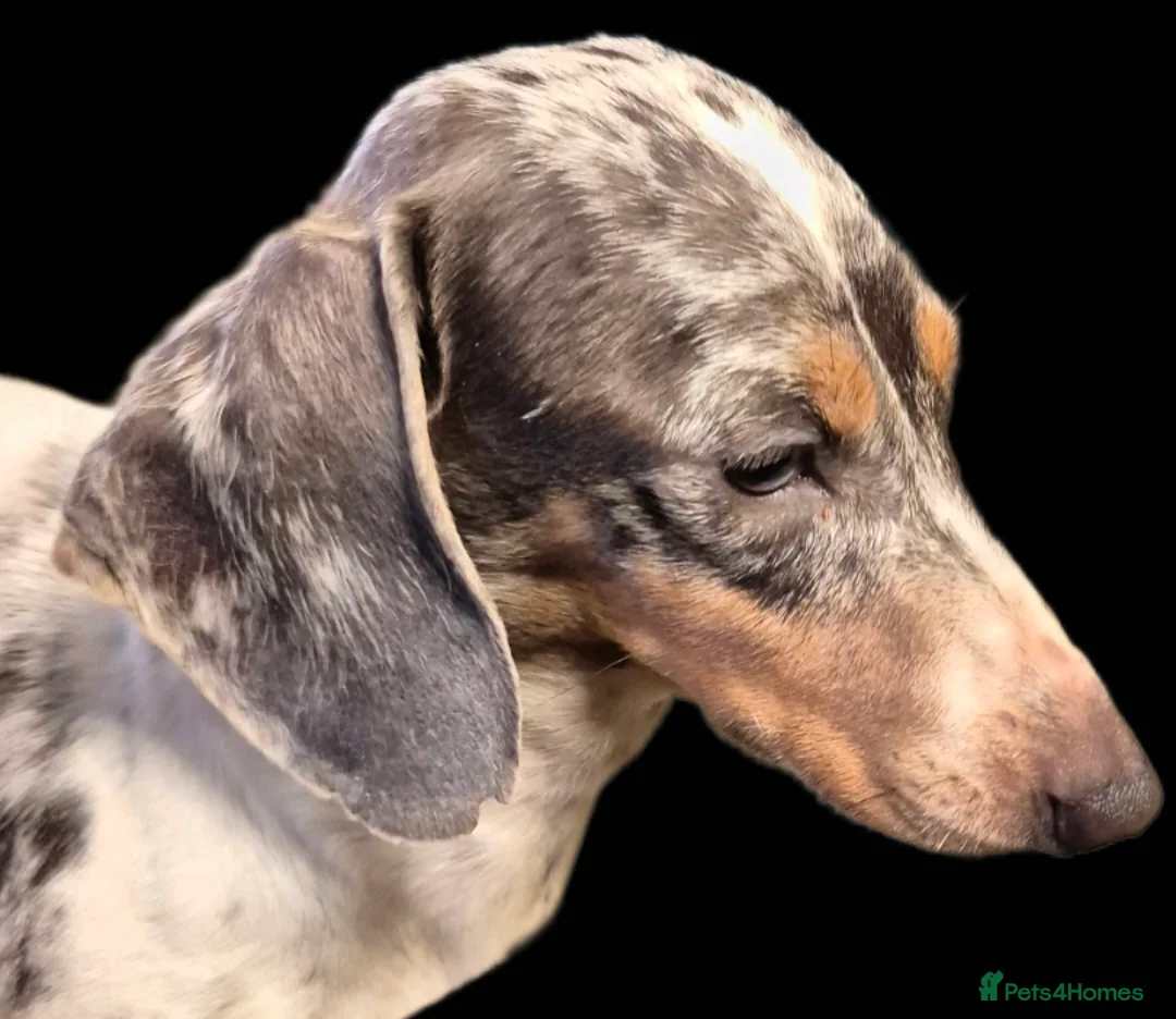 Miniature Dachshund dogs for stud: PRA CLEAR BLUE PIED DAPPLE MINIATURE DACHSHUND - Advert 3
