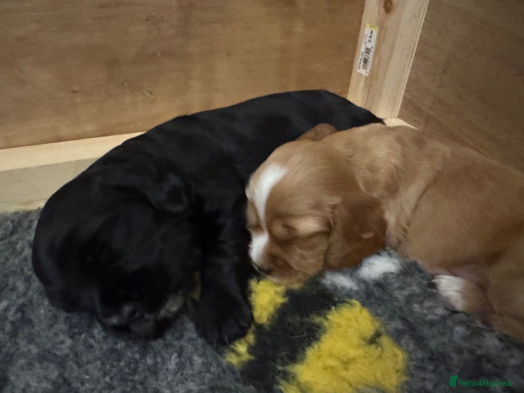 Sprocker dogs for sale: Sprocker Spaniel Puppies  - Image 3