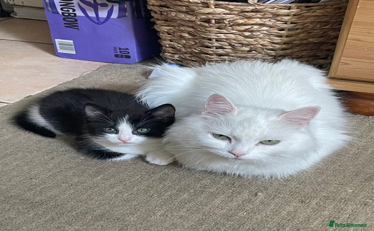 Domestic Shorthair cats - Advert 12