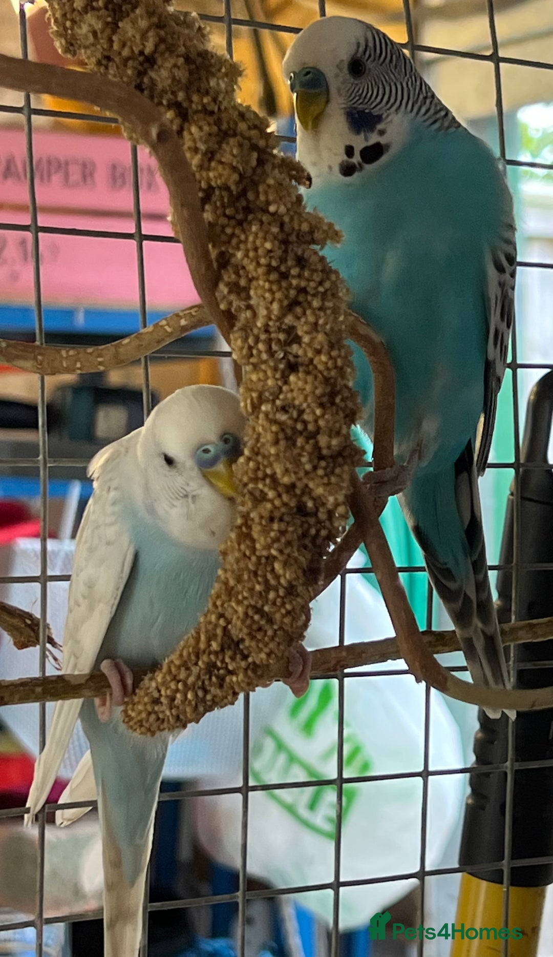 Budgerigars birds for sale: Boy budgies  - Image 4