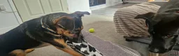 Mixed Breed dogs for adoption: AMELIA –   2 Years Old, Mixed Breed Girl  in Eastbourne - Advert 3
