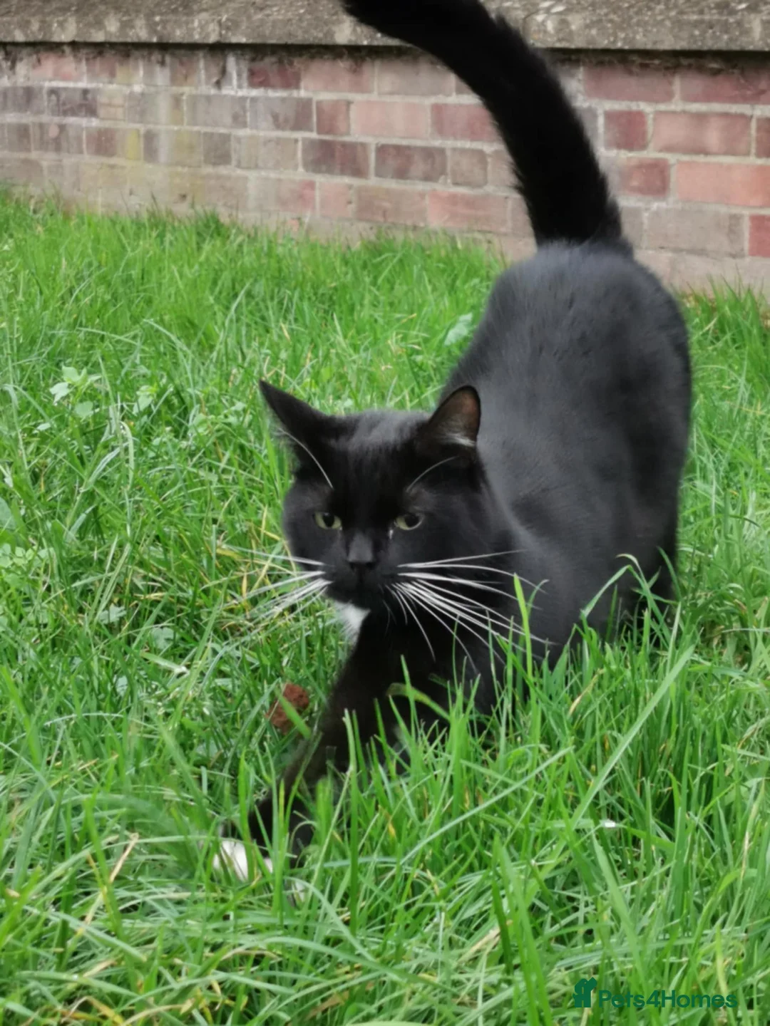 Mixed Breed cats for sale: Beautiful boy - Advert 3