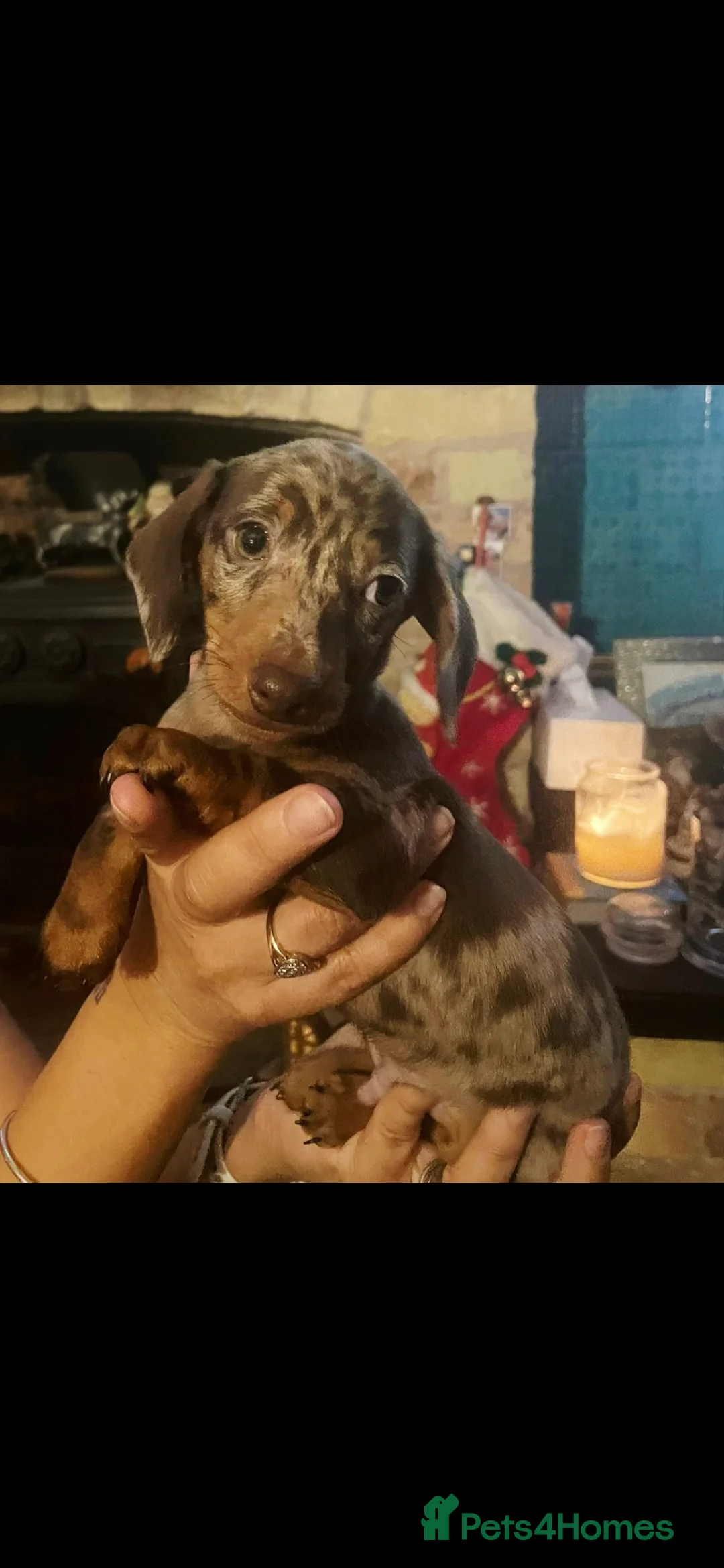 Miniature Dachshund dogs for sale: RESERVED KC Male choc&tan dapple smooth mini daxie - Advert 4