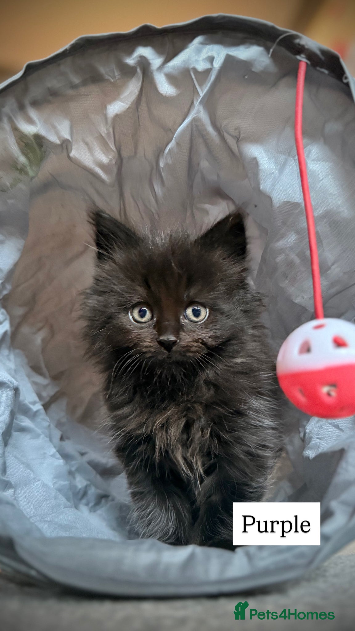 Ragcoon cats 3 FEMALE RAGCOON KITTENS ❤️AVAILABLE❤️ - Advert 6