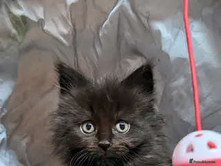 Ragcoon cats 3 FEMALE RAGCOON KITTENS ❤️AVAILABLE❤️ - Advert 10