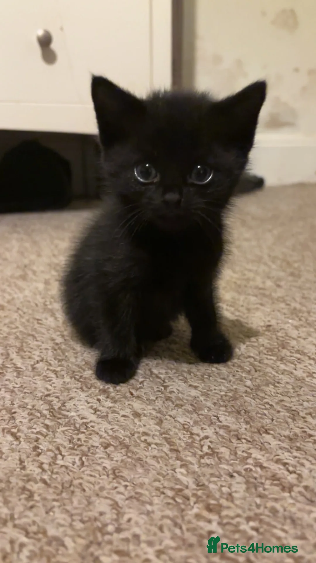Mixed Breed cats for sale: Beautiful fluffy kittens - Advert 5