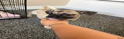 Jug dogs for sale: Pug cross puppy male  - Advert 3