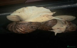 Snails invertebrates for sale: Large Albino Land Snails x3 Free - Image 3