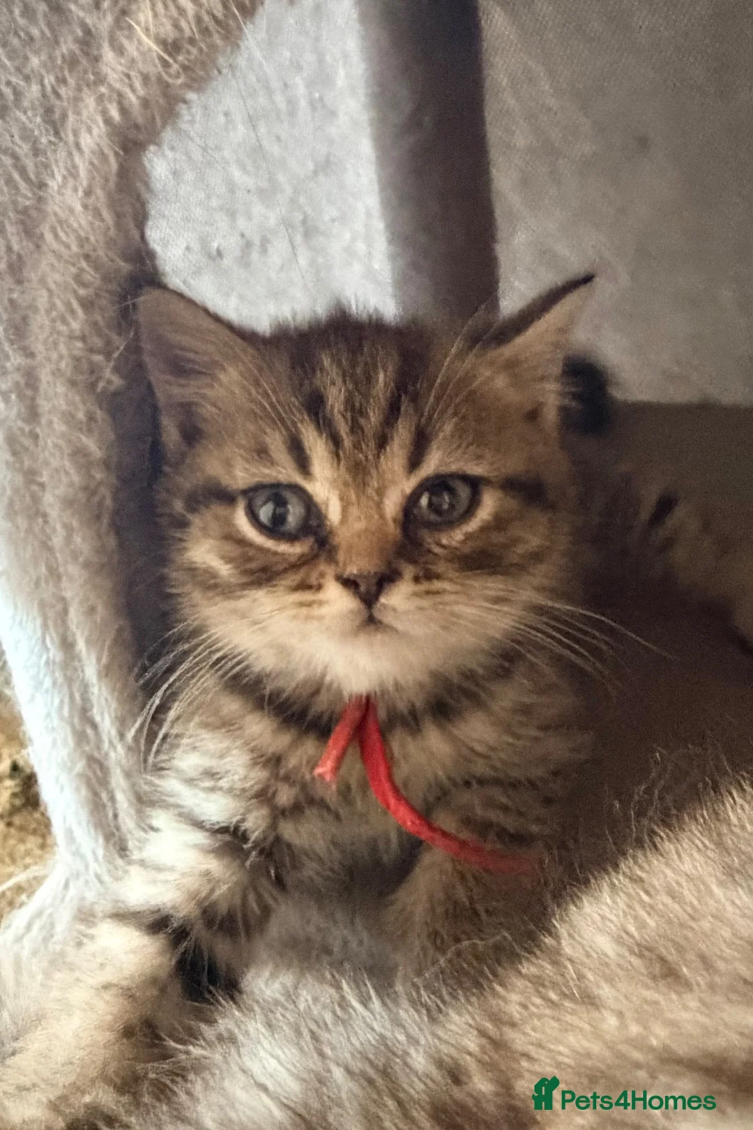British Shorthair cats for sale: BSH mix Himalayan Persian  - Advert 2