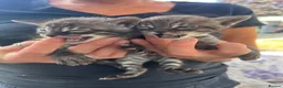 Bengal cats for sale: Rare Silver smoke Baby Bengals  in Stowmarket - Advert 20