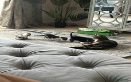 Mixed Breed cats for sale: 3 Kittens  - Image 6
