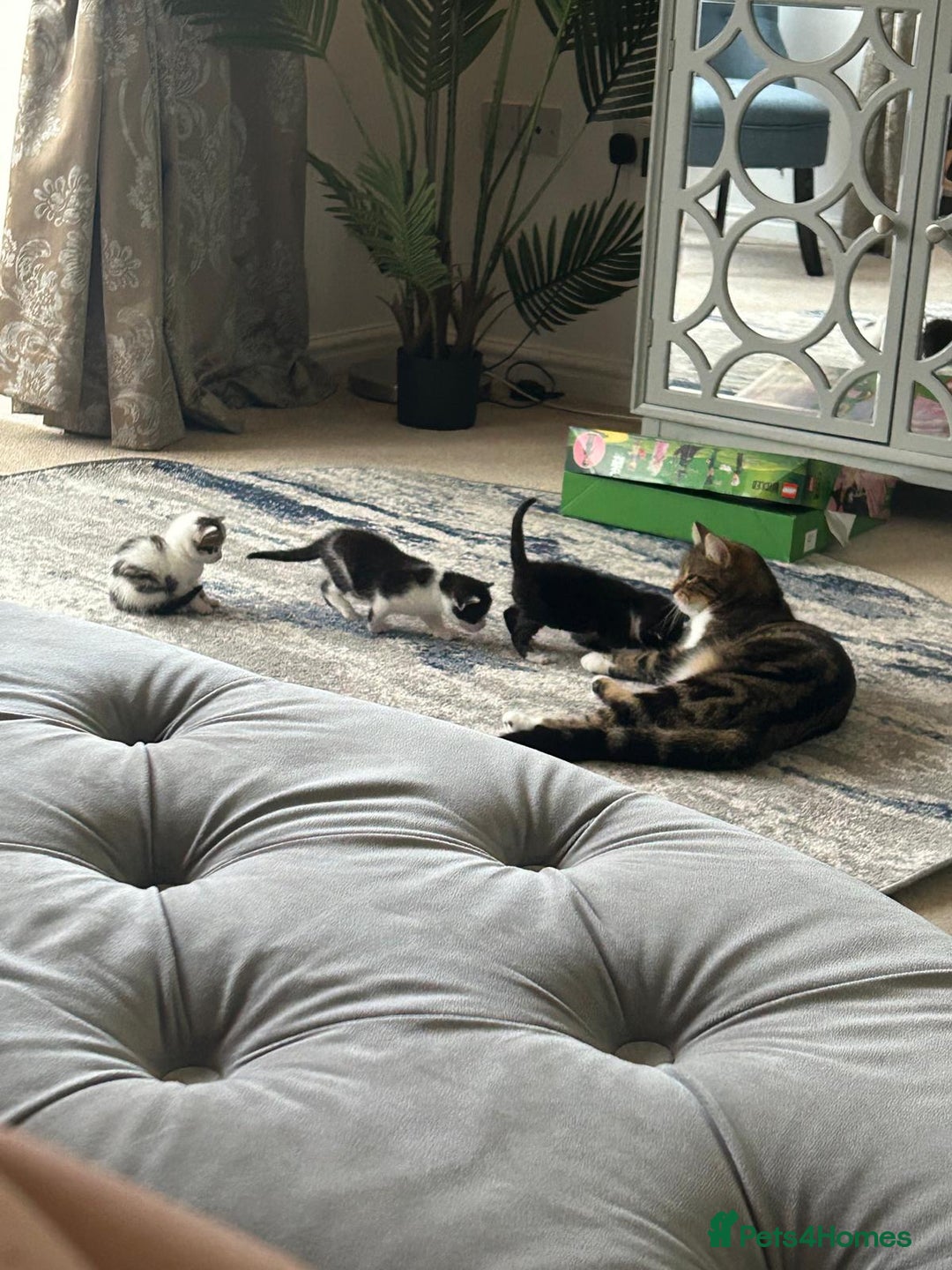 Mixed Breed cats for sale: 3 Kittens  - Image 6