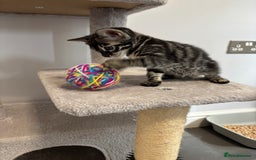 Bengal cats for sale: Silver Charcoal and Brown rosetted Bengal kittens  - Image 8