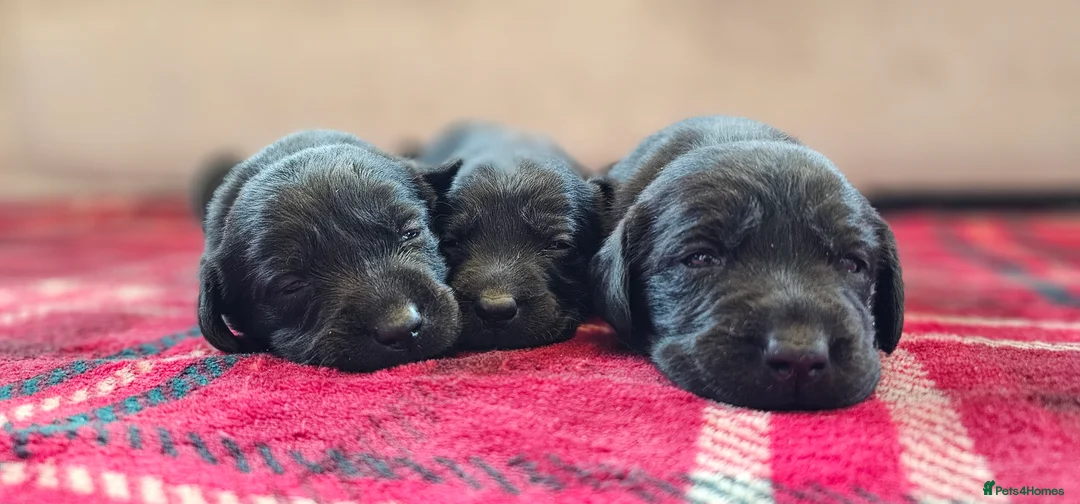 Labrador Retriever dogs for sale: 8 BEAUTIFUL KCREG LABRADORS. HEALTH TESTED PARENTS - Advert 11