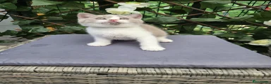 British Shorthair 1