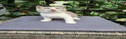 British Shorthair cats for sale: Olny  1 boy left Britishorthairs kitten ready  now - Advert 21