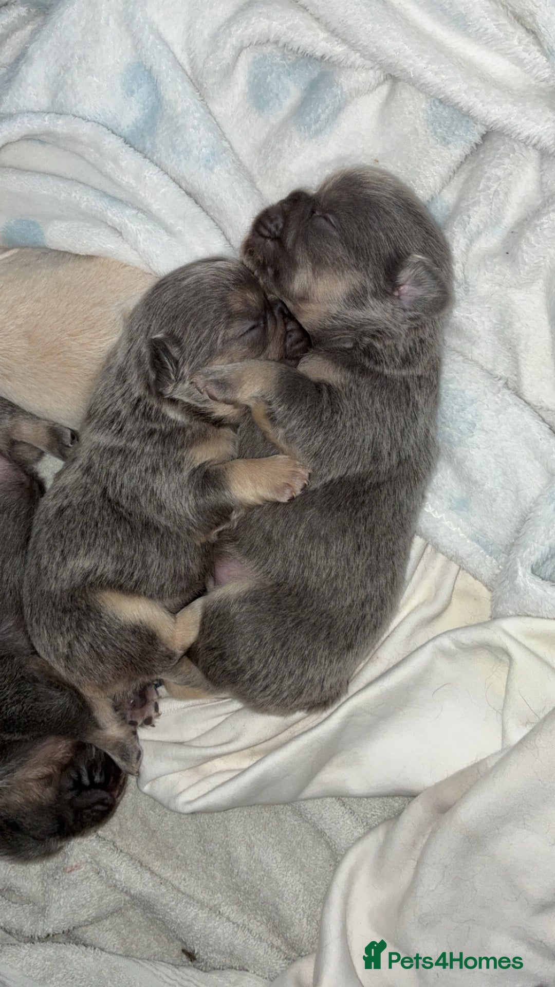 French Bulldog dogs for sale: Visual fluffy French bulldogs  - Image 1