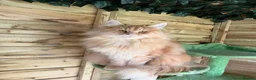 Maine Coon cats for sale: Stunning 2yr Pedigree Maine Coon Girl in Brentwood - Advert 15