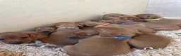 Labrador Retriever dogs for sale: Dark Fox Red Labrador 1 MALE LEFT🏡 KC Registered - Advert 8