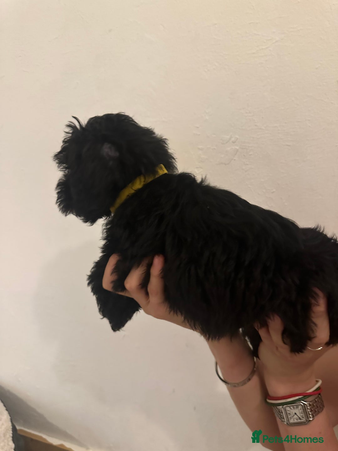 Yorkiepoo dogs for sale: 5 Beautiful F1 Yorkiepoo’s - Image 8