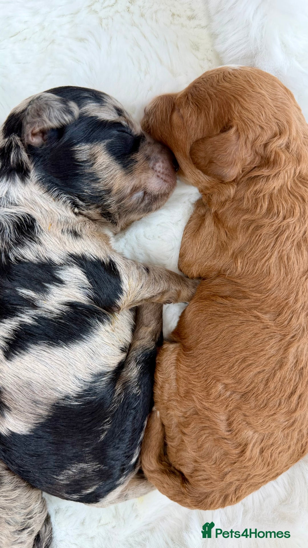 Cockapoo dogs for sale: Gorgeous F2 Cockapoo Puppies  - Advert 5