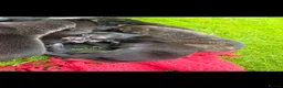 Lurcher dogs for sale: Bullx SalukiDeerhoundGreyhound  in York - Advert 6