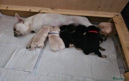 French Bulldog dogs for sale: French bulldog puppies - Image 3