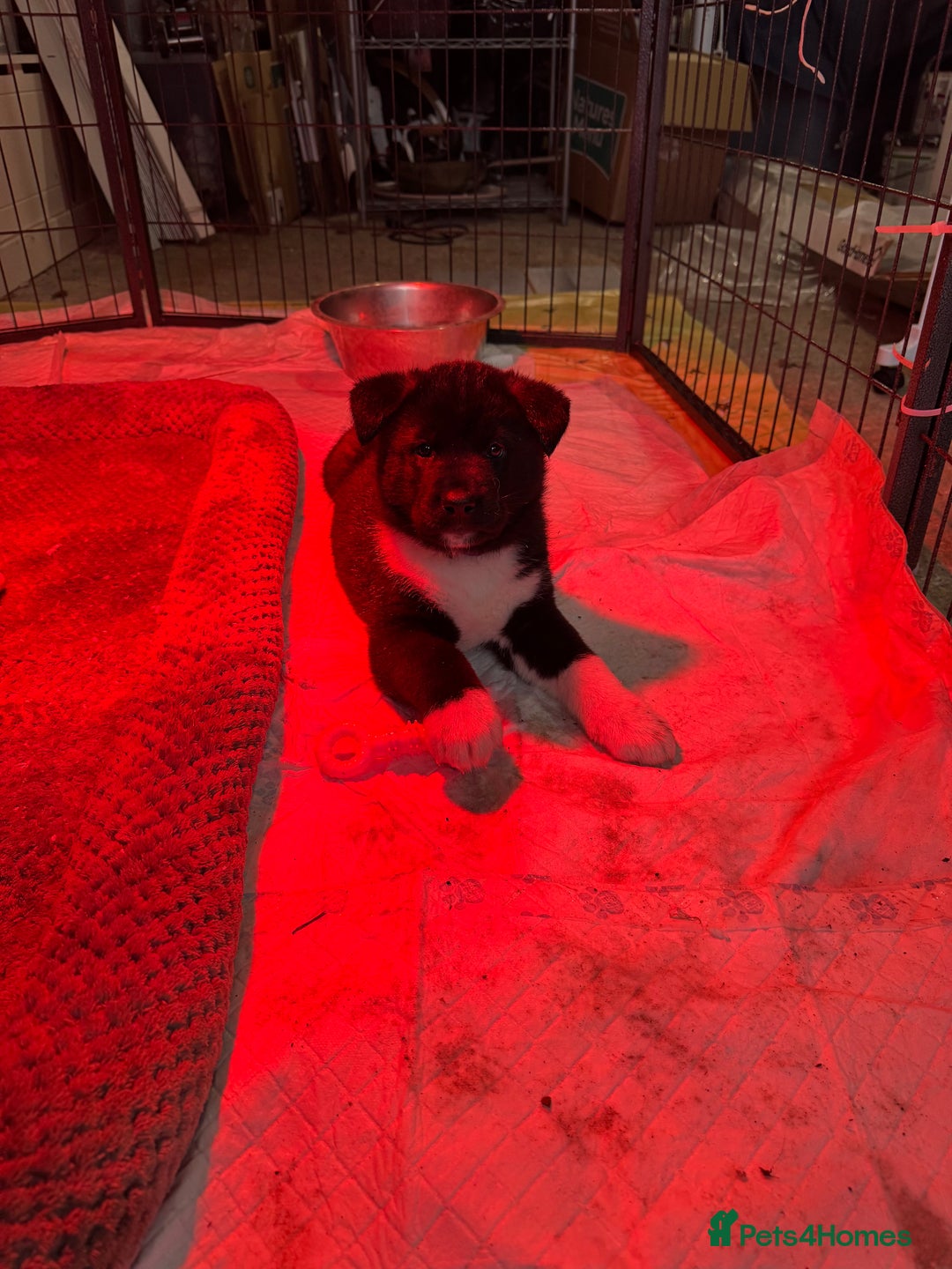 Akita dogs for sale: Black Mask American Akita Puppies - Advert 32