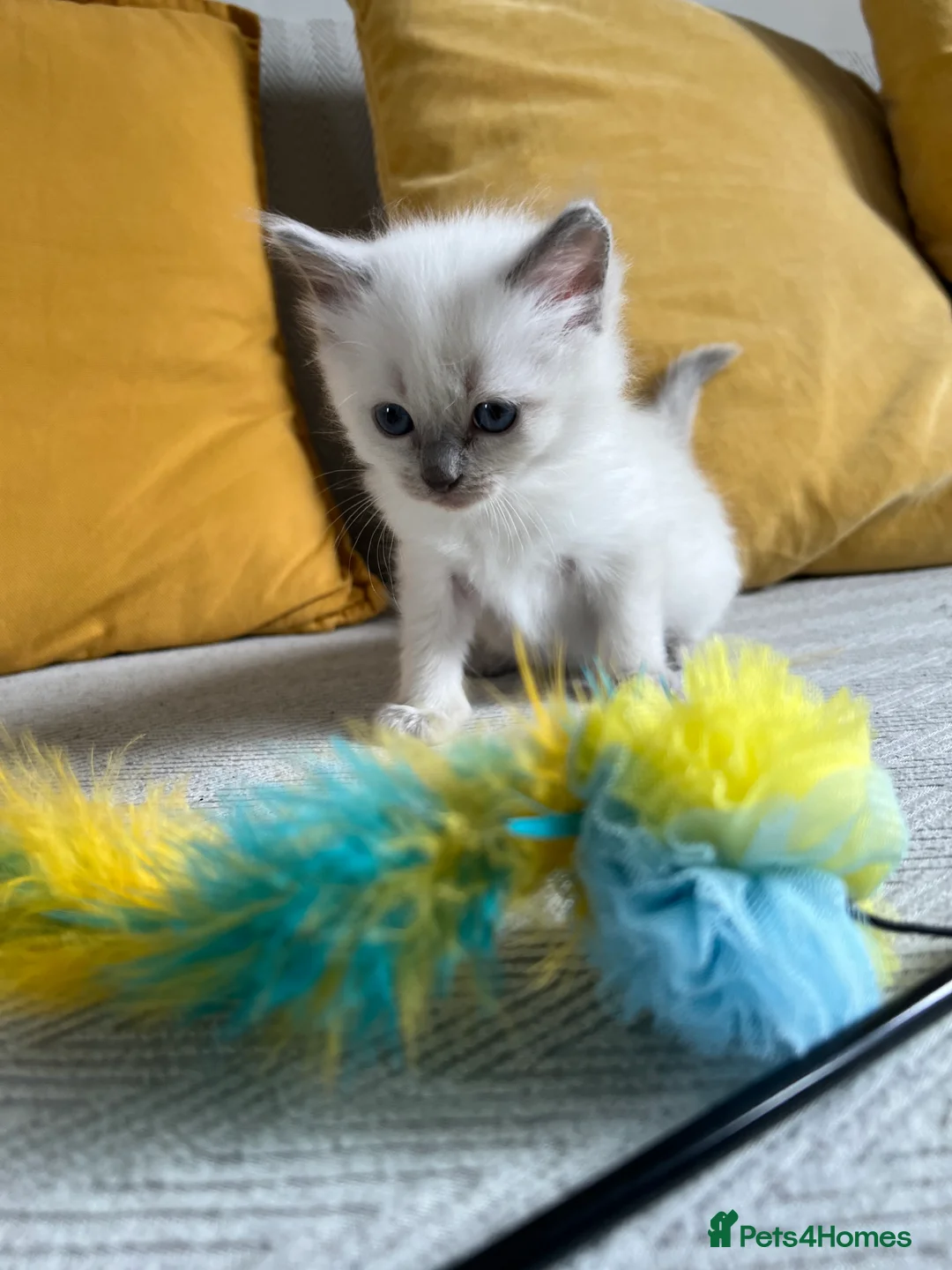 Ragdoll cats for sale: TICA REGISTERED RAGDOLL KITTENS  - Advert 39