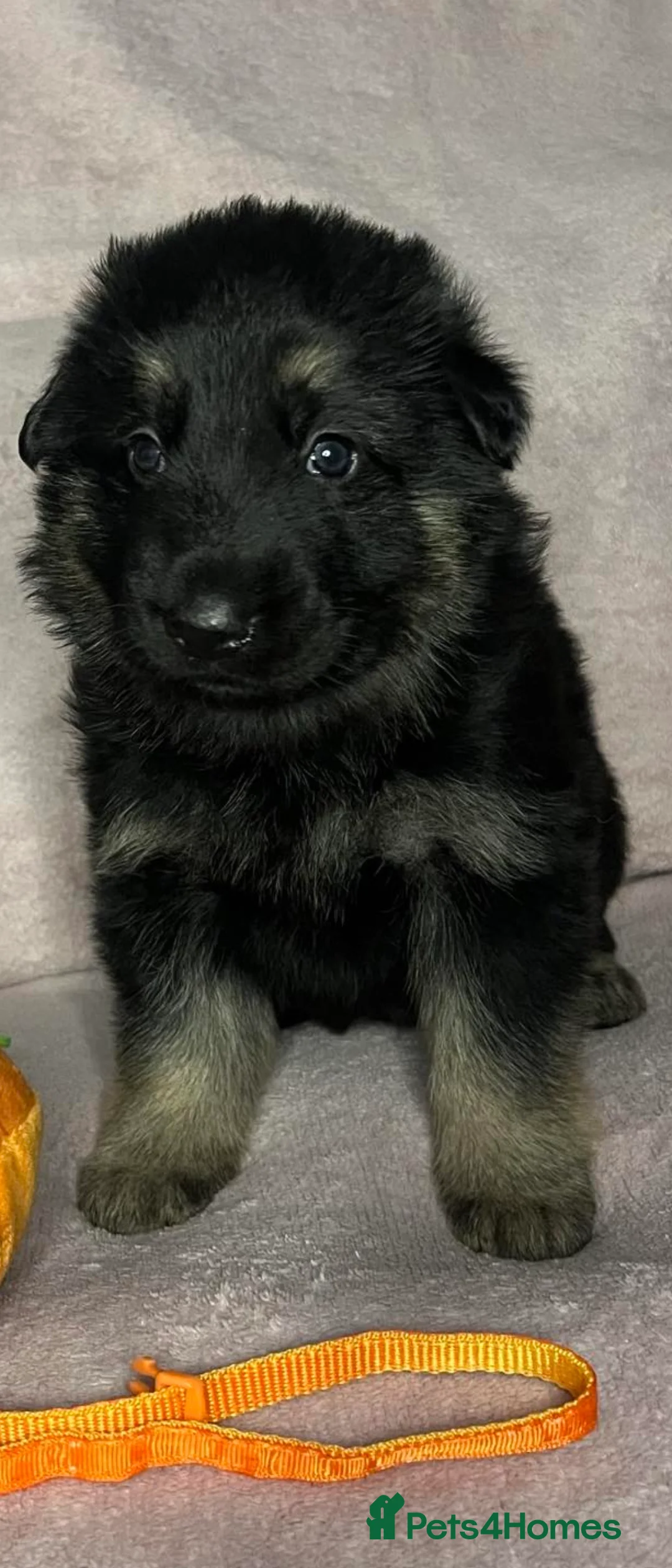 German Shepherd dogs for sale: Straight back German Shepherd amazing temperaments - Advert 4