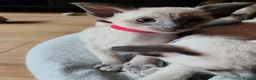 Siamese cats for sale: Gorgeous Siamese kittens!!! - Advert 12