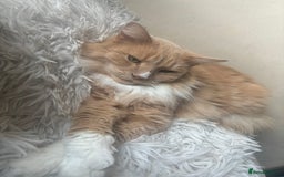Maine Coon cats for sale: Mainecoon cross Persian chinchilla 🩷 - Image 1