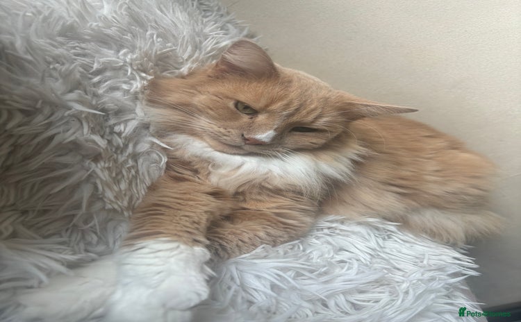 Maine Coon cats - Advert 15