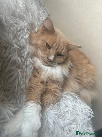 Maine Coon cats - Advert 1