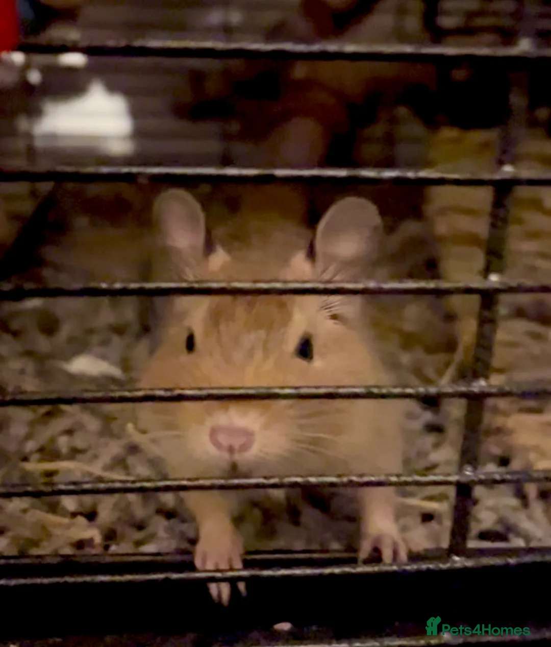 Degus rodents for sale: Three gorgeous bonded male Degus. - Advert 3