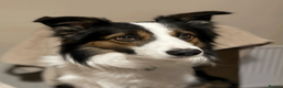 Border Collie dogs for stud: Ridely  - Advert 3