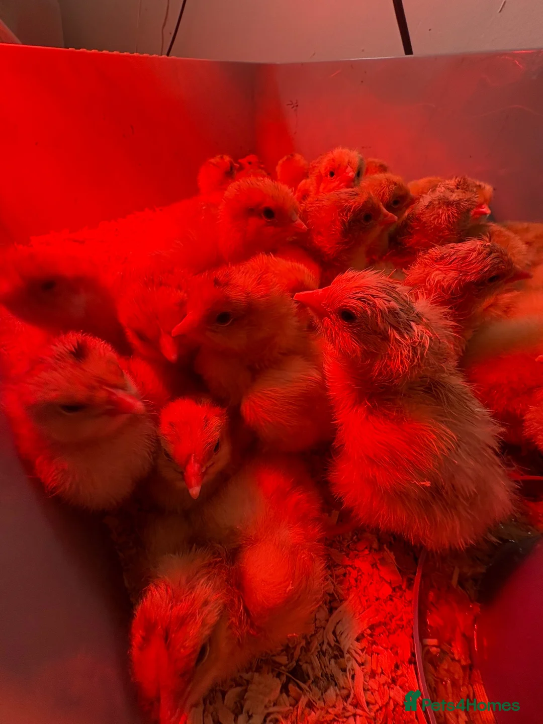 Chickens poultry for sale: Buff Orpington chicks - Advert 2