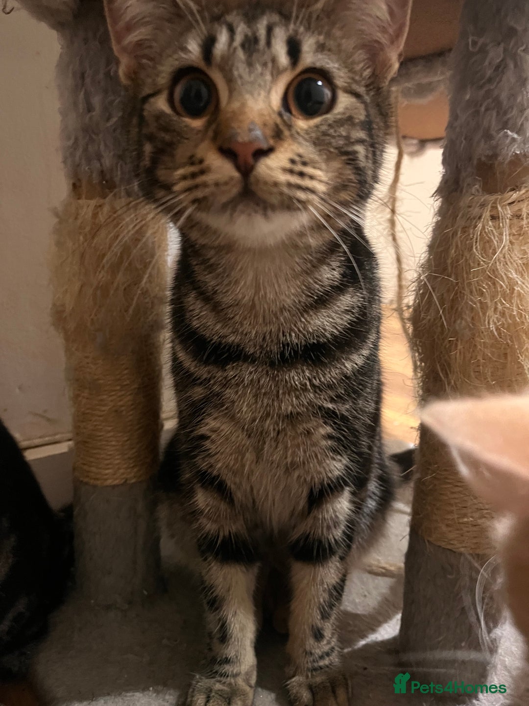 Mixed Breed cats for sale: adorable kittens looking for loving homes 💖🐾 - Advert 5