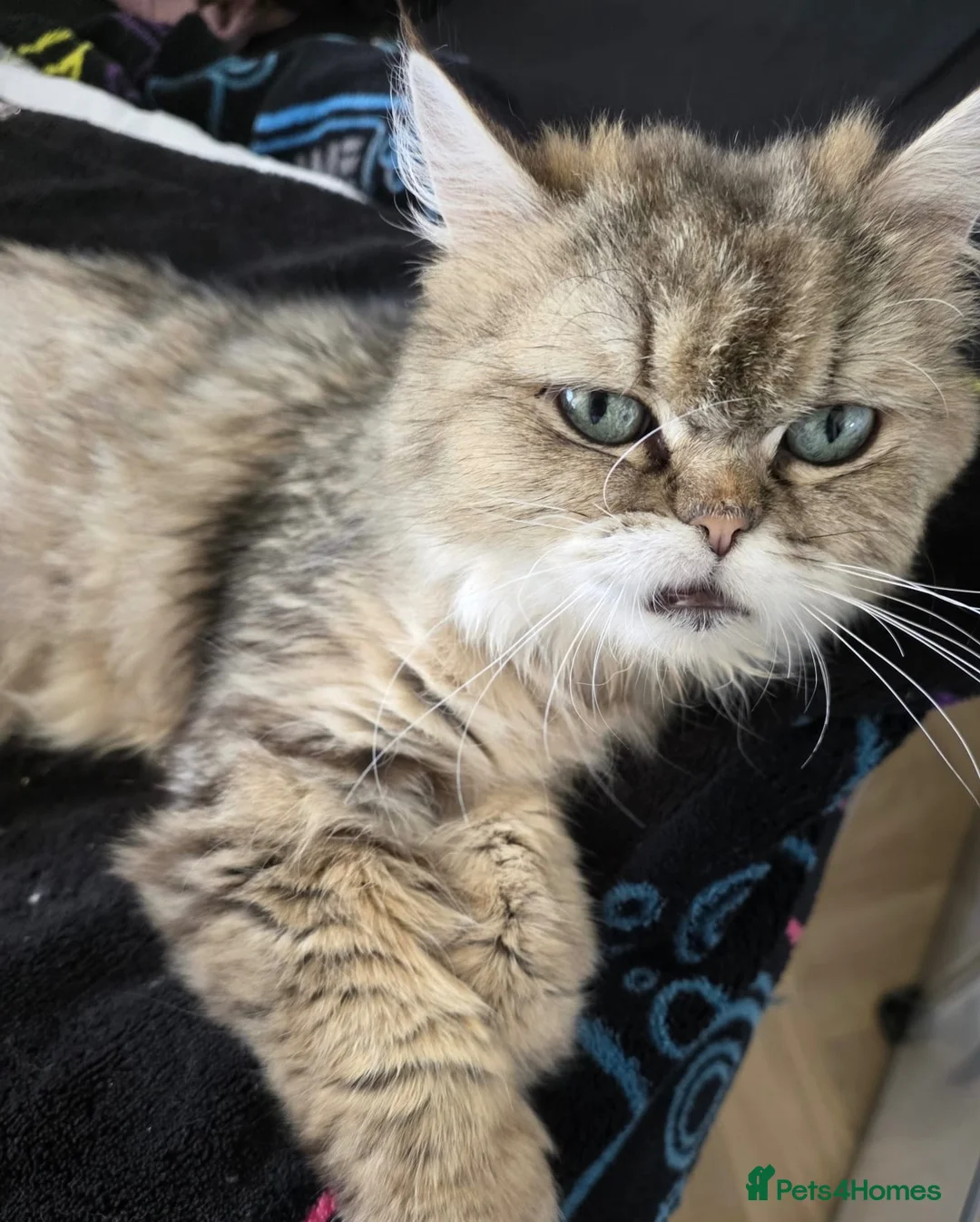 Persian cats for sale: Beautiful Persian kittens looking for loving homes - Advert 2