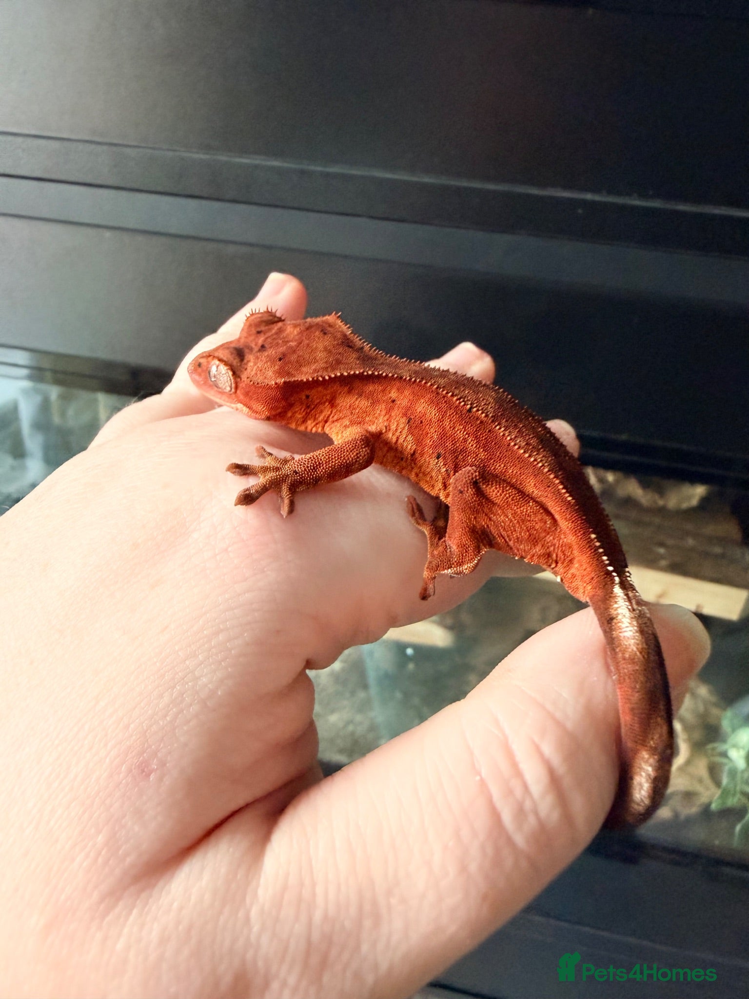 Gecko reptiles Various Crested Geckos - Advert 1