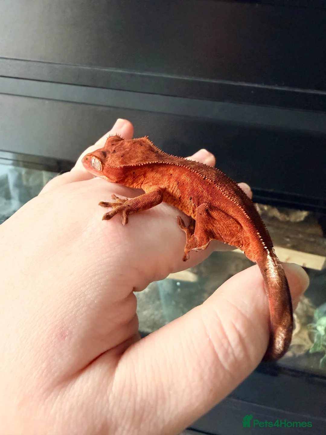 Gecko reptiles for sale: Various Crested Geckos - Advert 1